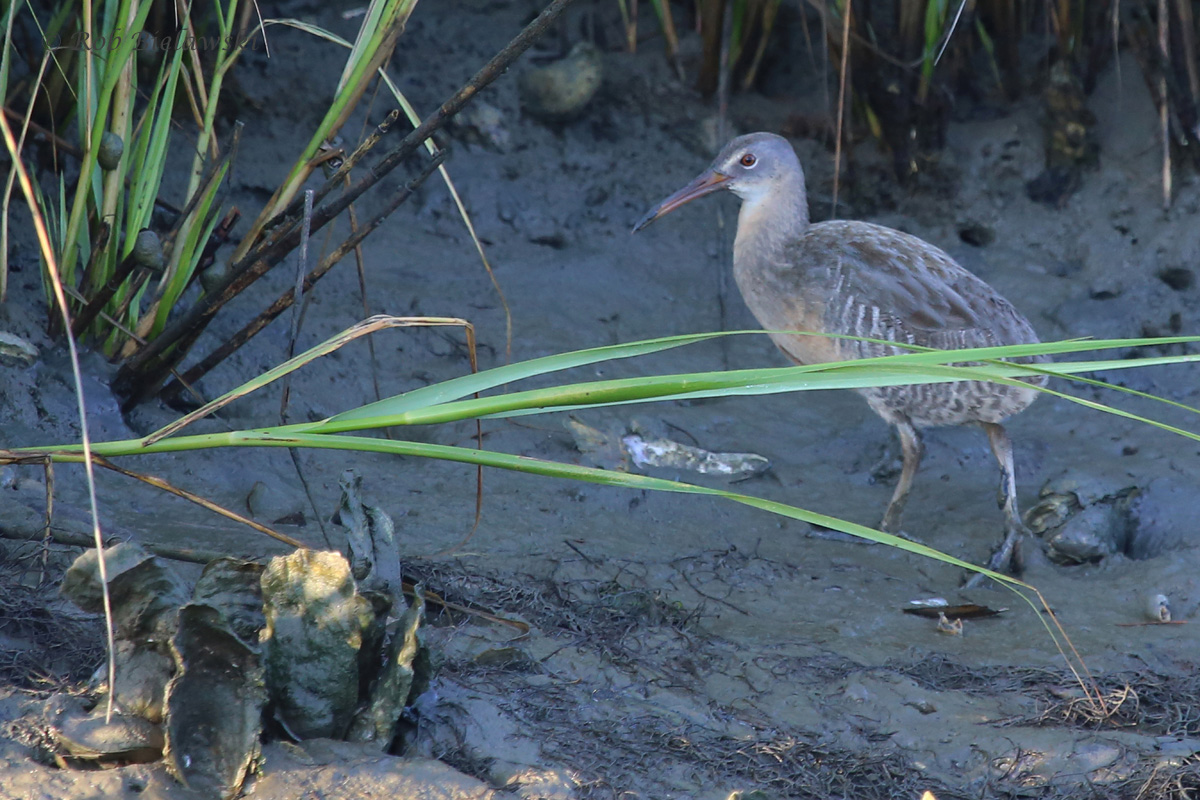   Clapper Rail / 23 Jul 2016 / Pleasure House Point NA  