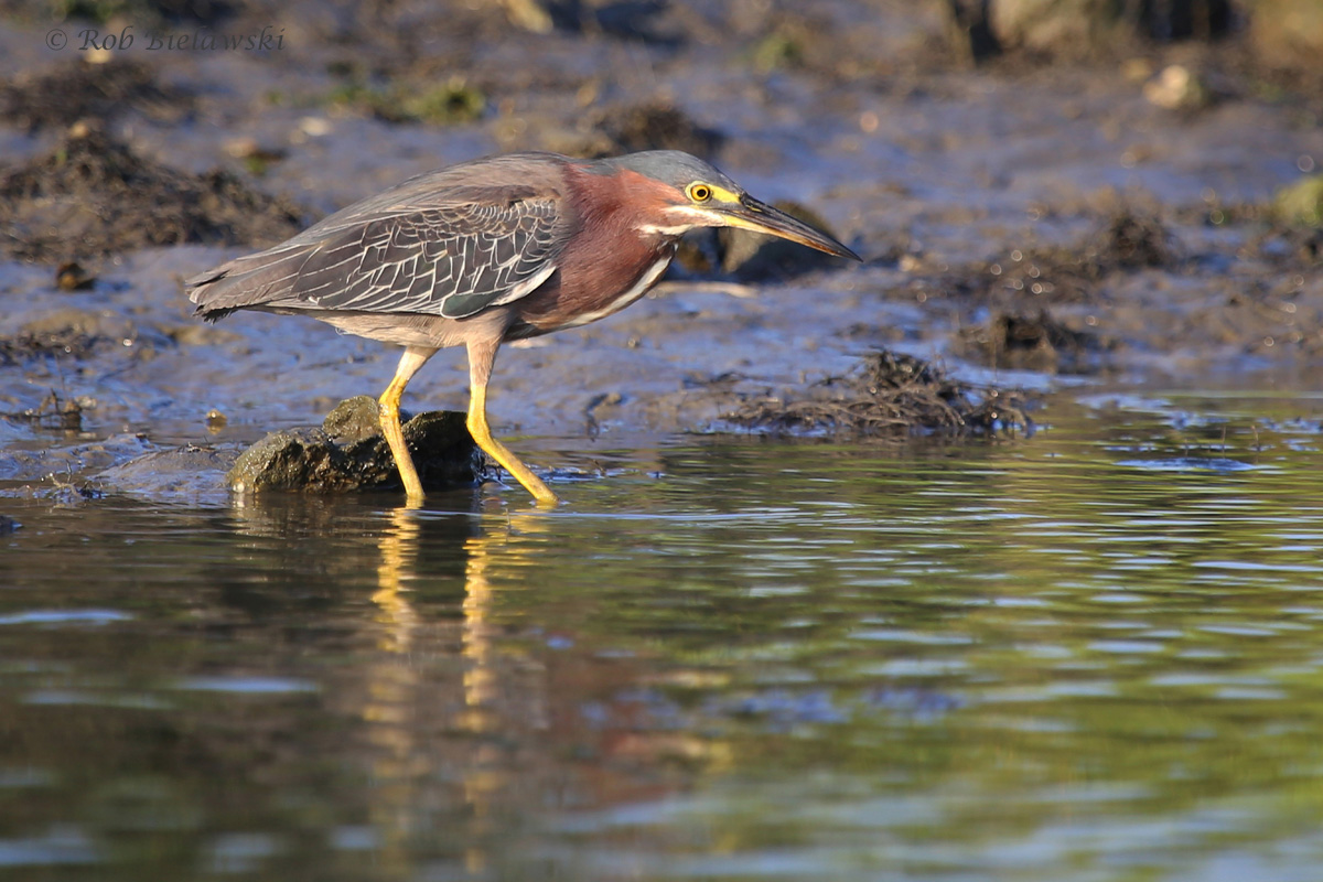   Green Heron / 23 Jul 2016 / Pleasure House Point NA  