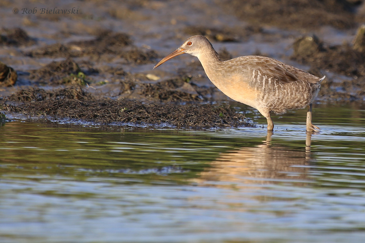   Clapper Rail / 23 Jul 2016 / Pleasure House Point NA  