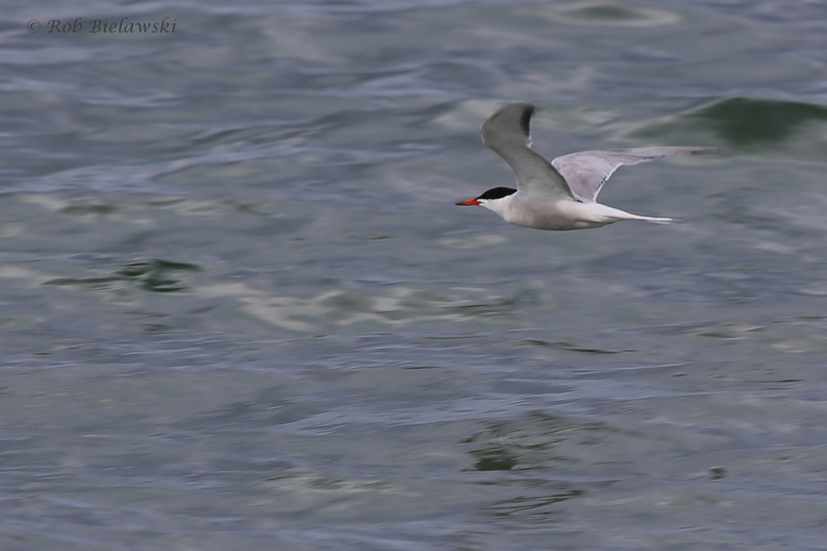   Common Tern / 29 Jul 2016 / Back Bay NWR  