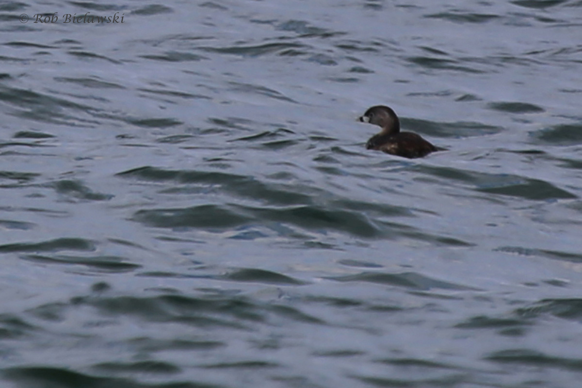   Pied-billed Grebe / 29 Jul 2016 / Back Bay NWR  