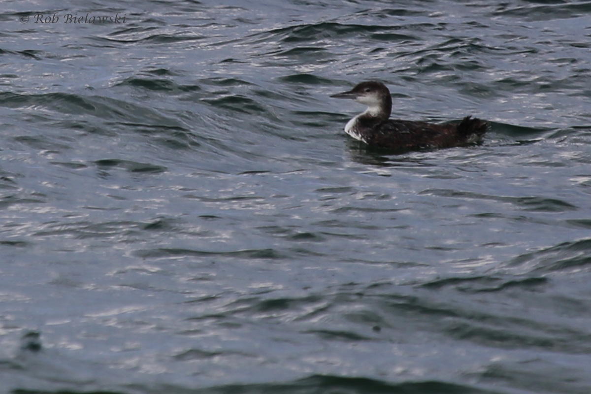   Common Loon / 29 Jul 2016 / Back Bay NWR  