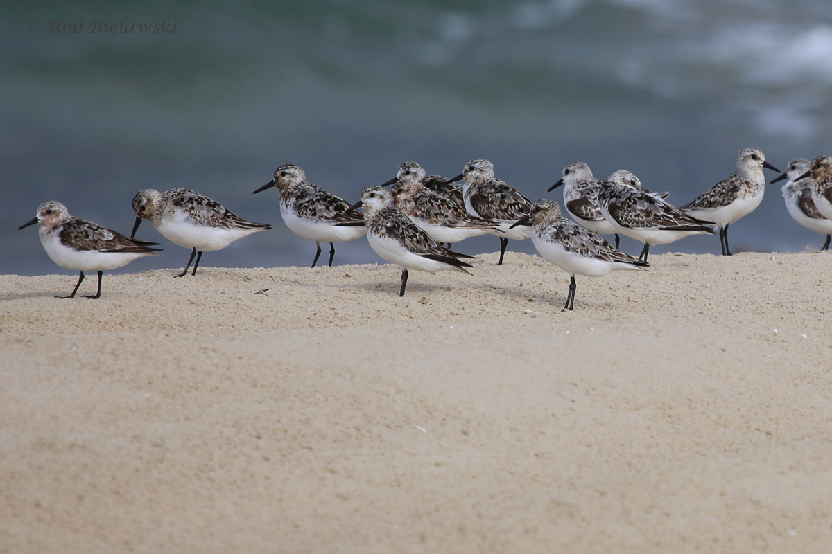   Sanderlings / 29 Jul 2016 / Back Bay NWR  