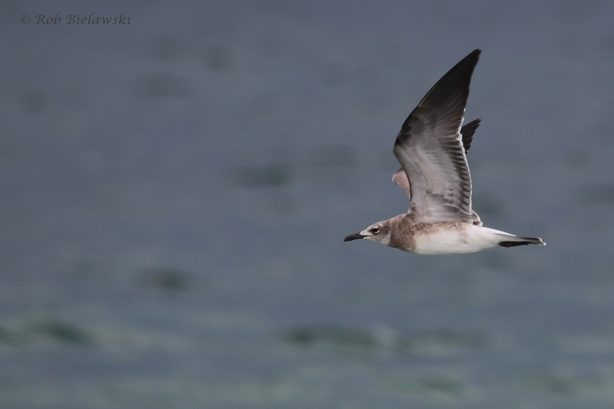   Laughing Gull / 29 Jul 2016 / Back Bay NWR  