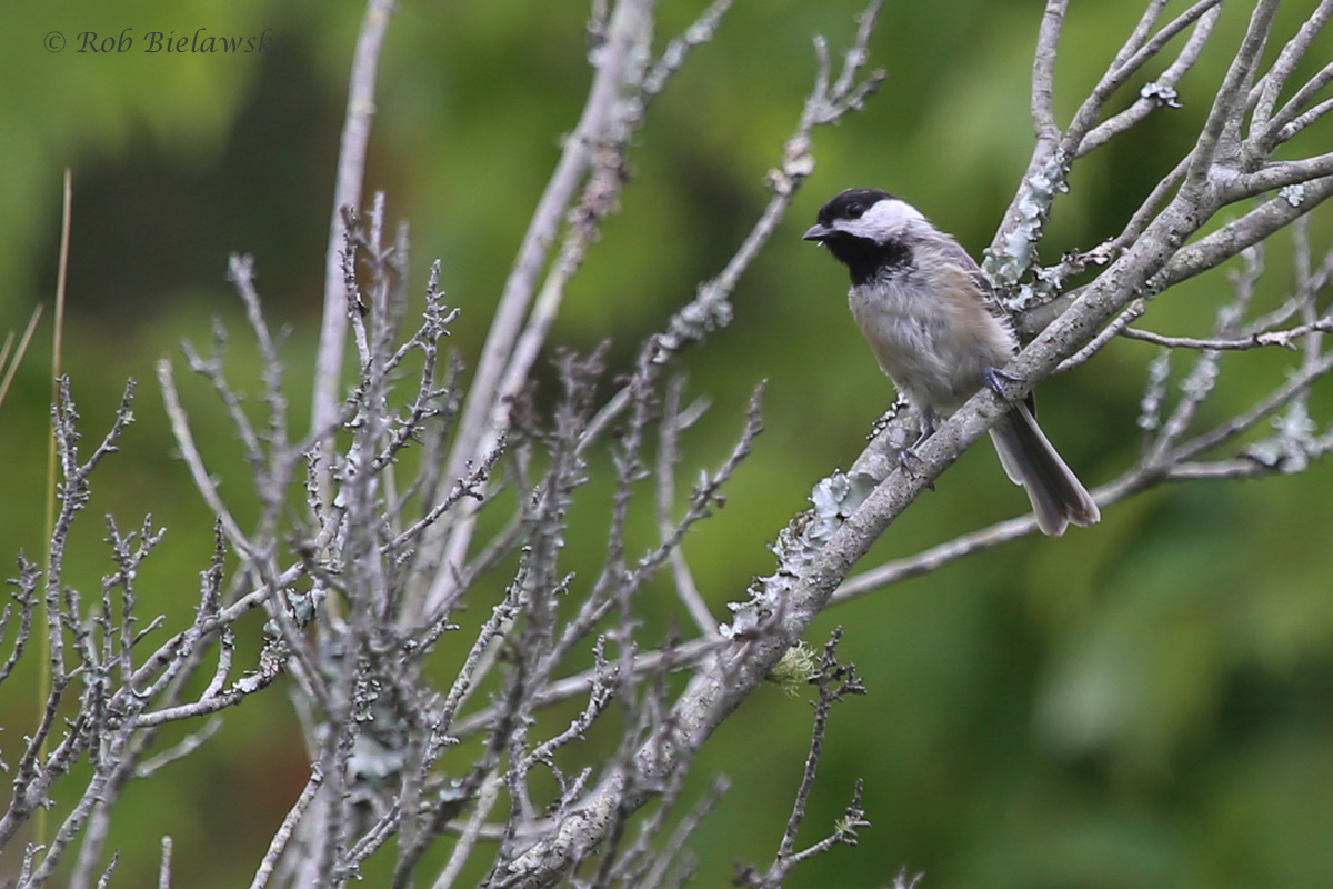   Carolina Chickadee / 6 Aug 2016 / Milldam Creek Boardwalk  