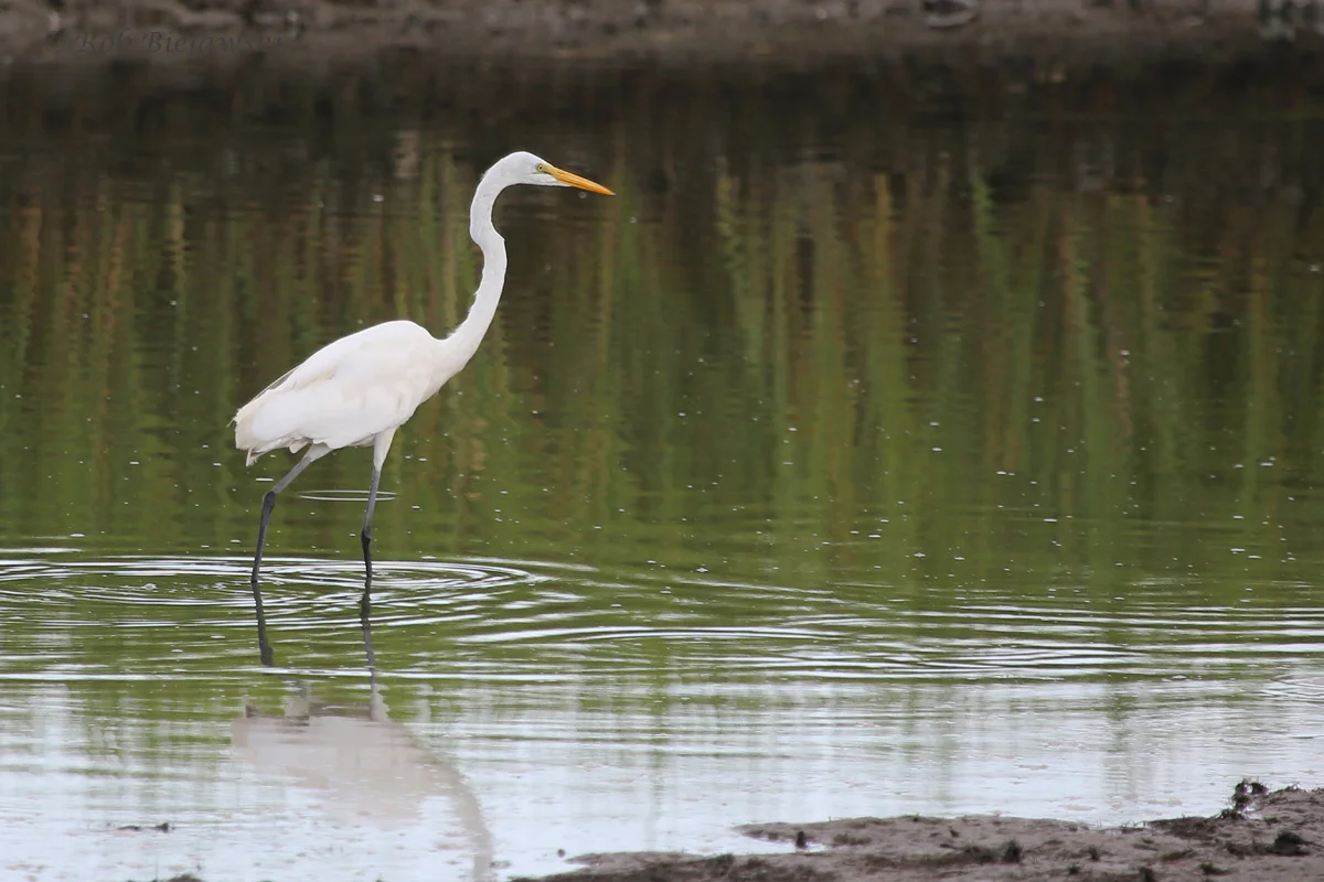   Great Egret / 17 Aug 2016 / Pleasure House Point NA  