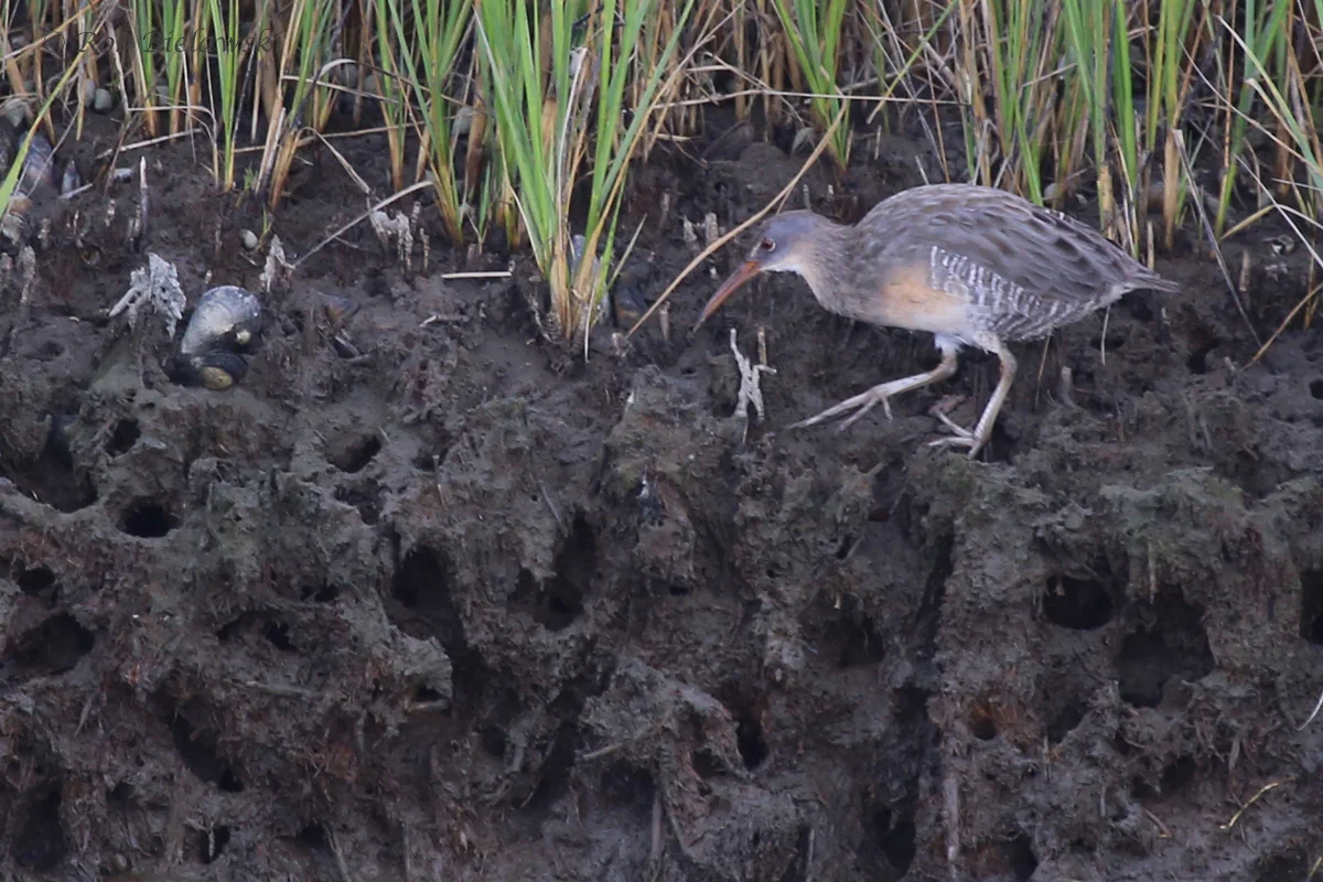   Clapper Rail / 17 Aug 2016 / Pleasure House Point NA  