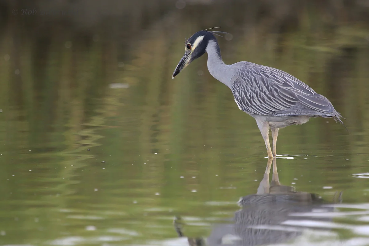   Yellow-crowned Night-Heron / 17 Aug 2016 / Pleasure House Point NA  