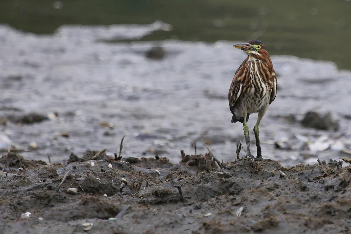   Green Heron / 17 Aug 2016 / Pleasure House Point NA  