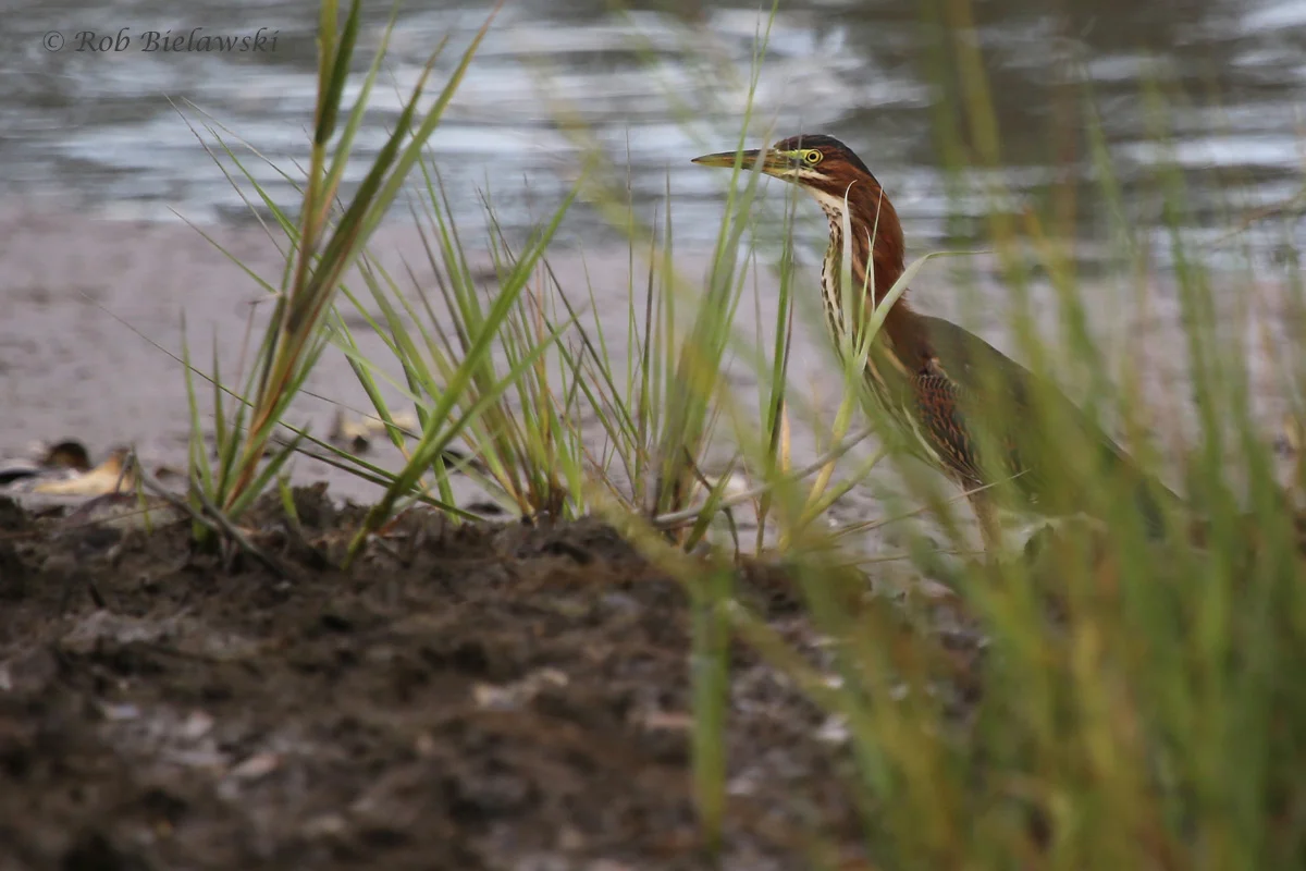   Green Heron / 17 Aug 2016 / Pleasure House Point NA  