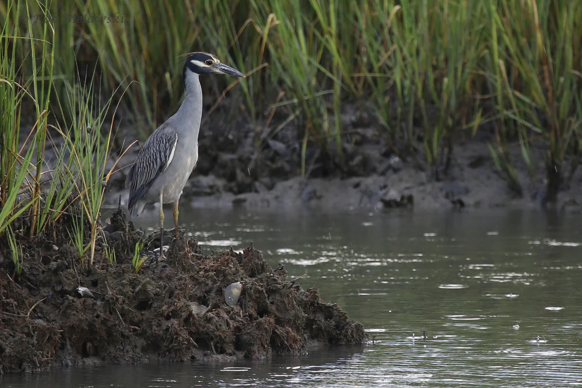   Yellow-crowned Night-Heron / 17 Aug 2016 / Pleasure House Point NA  