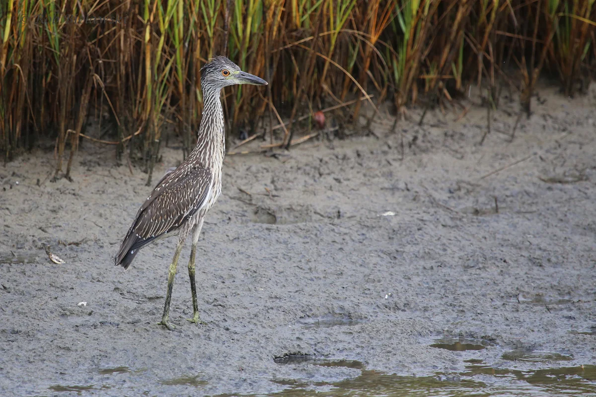   Yellow-crowned Night-Heron / 17 Aug 2016 / Pleasure House Point NA  