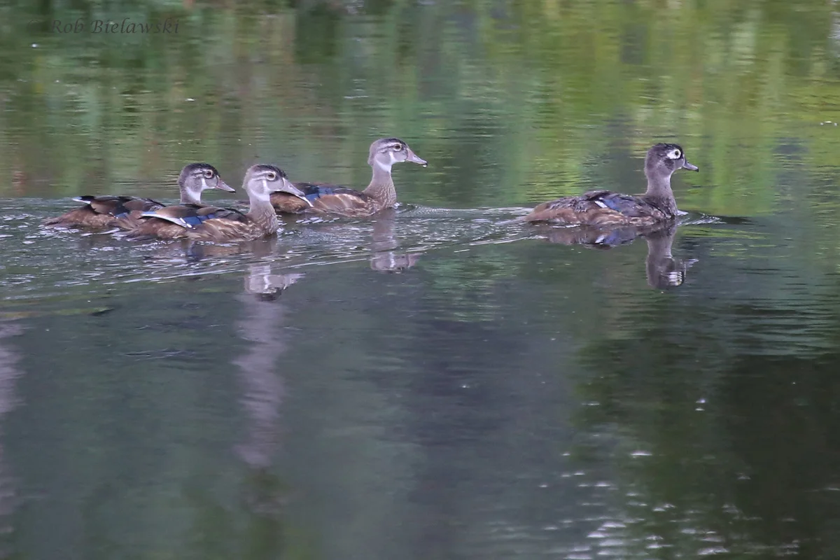   Wood Ducks / 17 Aug 2016 / Bayville Farms Park  