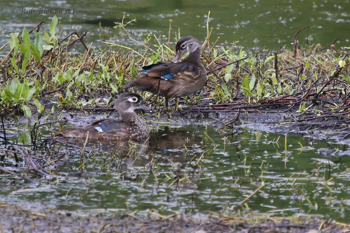   Wood Ducks / 17 Aug 2016 / Bayville Farms Park  