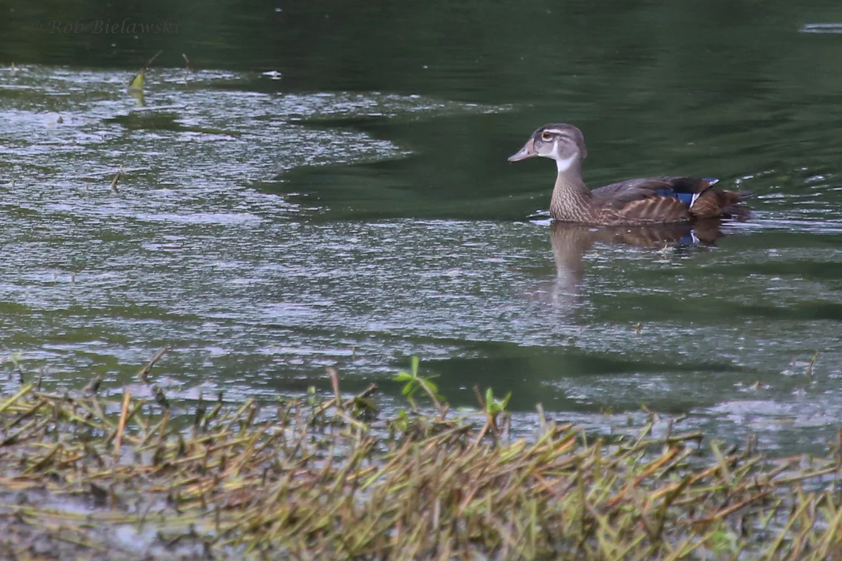   Wood Duck / 17 Aug 2016 / Bayville Farms Park  