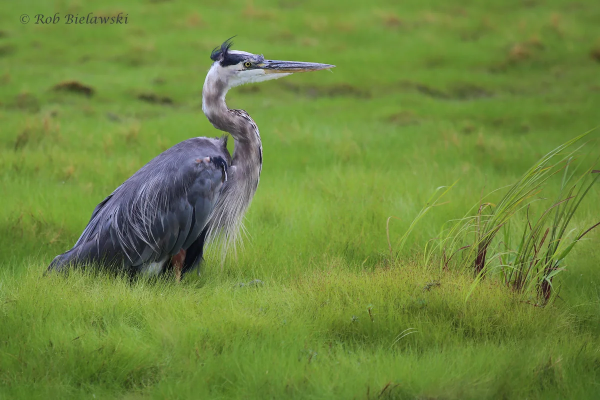   Great Blue Heron / 19 Aug 2016 / Back Bay NWR  