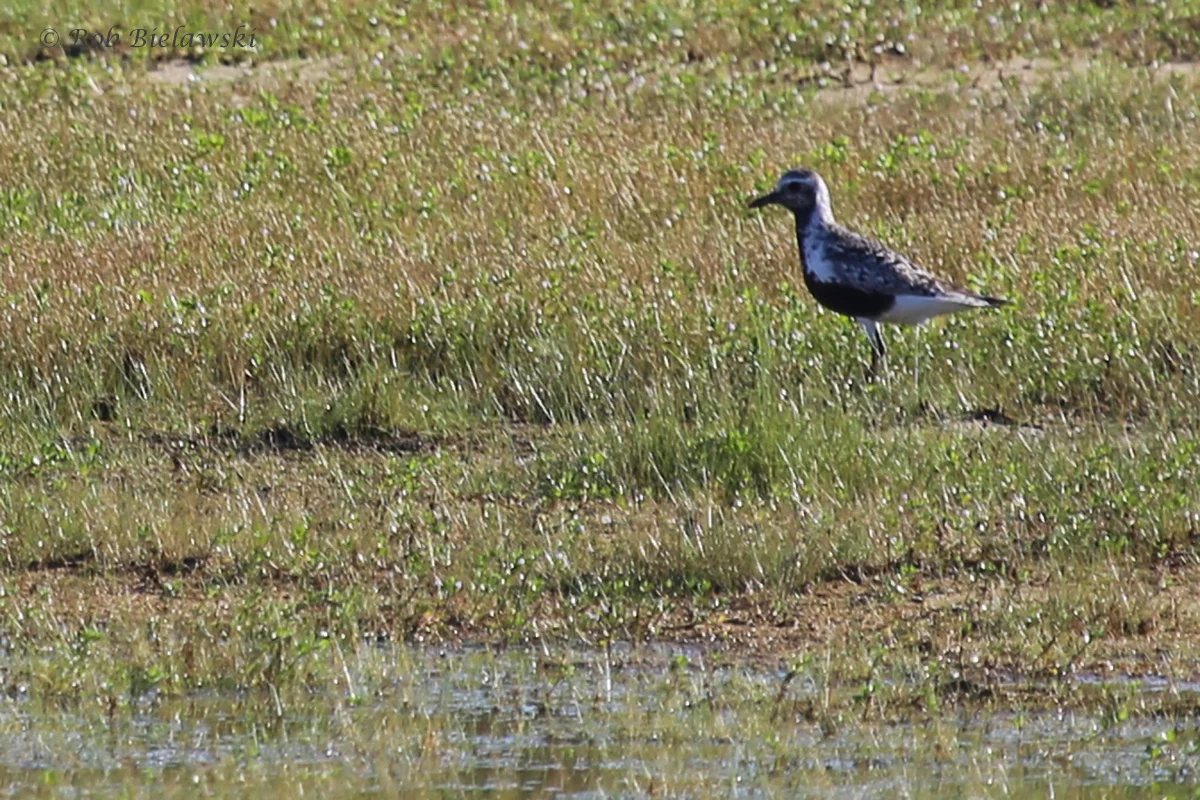   Black-bellied Plover / 20 Aug 2016 / Back Bay NWR  