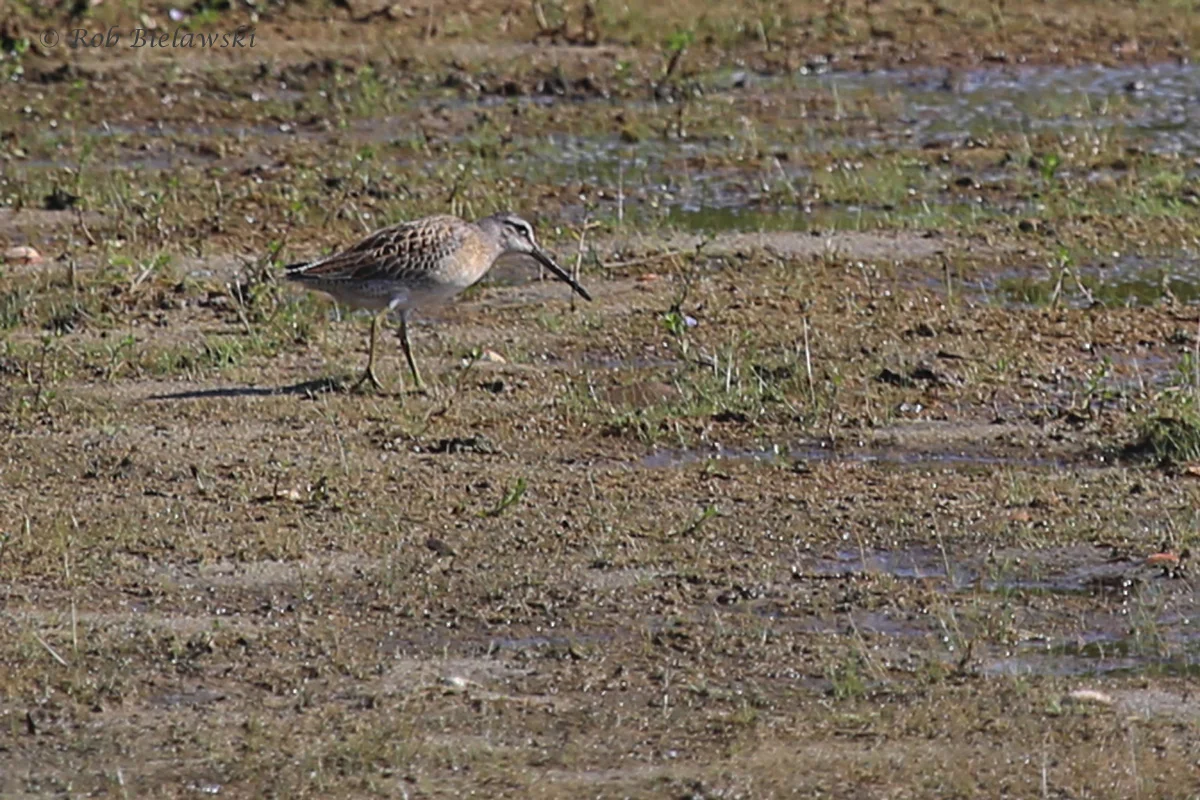   Short-billed Dowitcher / 20 Aug 2016 / Back Bay NWR  