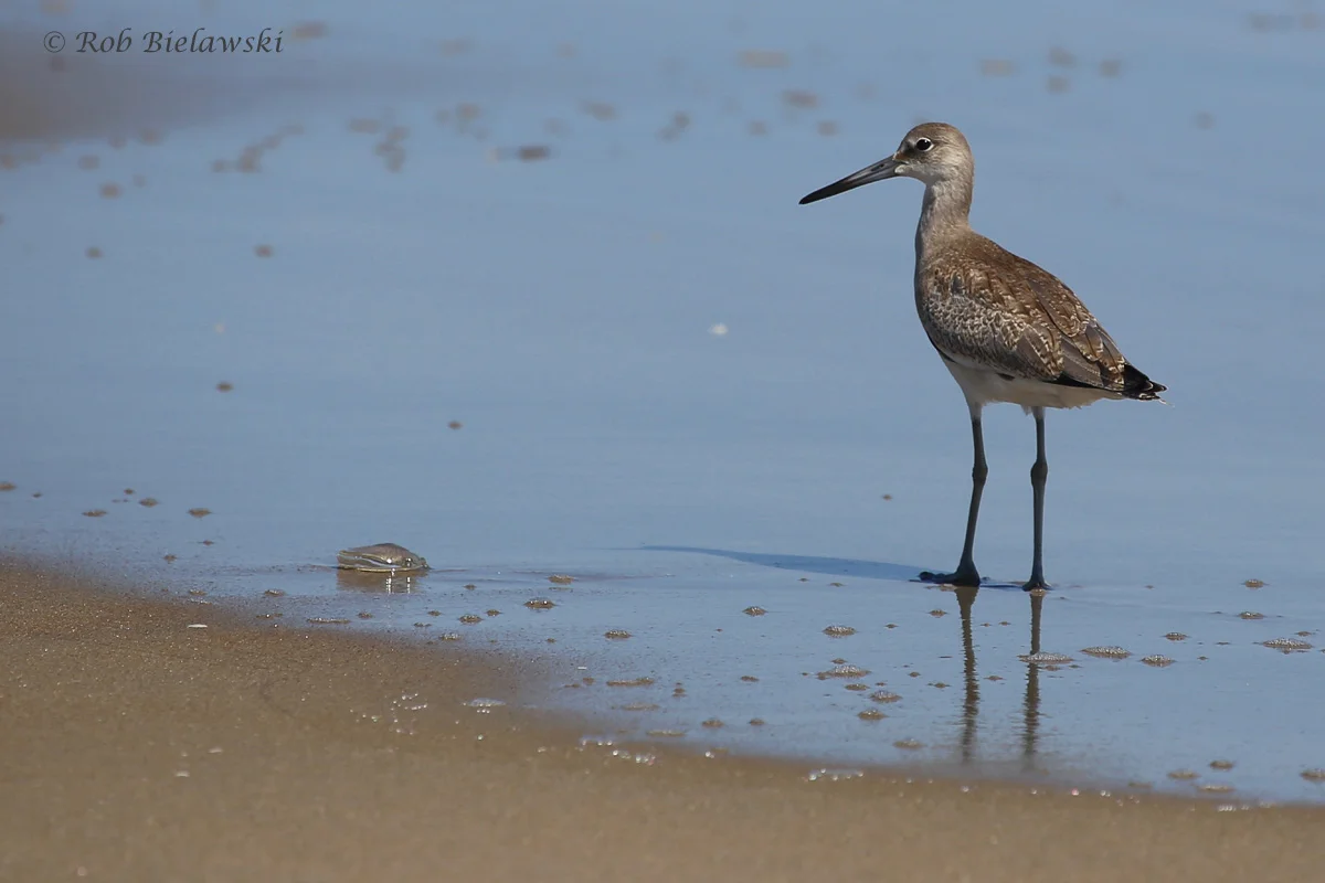   Willet / 20 Aug 2016 / Back Bay NWR  