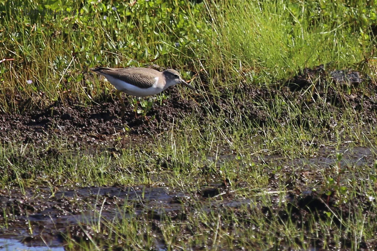   Spotted Sandpiper / 20 Aug 2016 / Back Bay NWR  