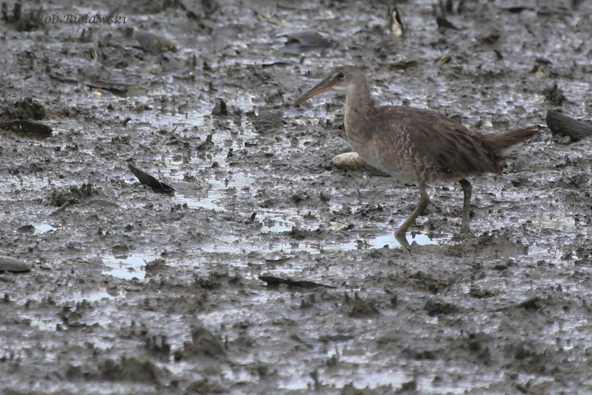   Clapper Rail / 17 Aug 2016 / Pleasure House Point NA  