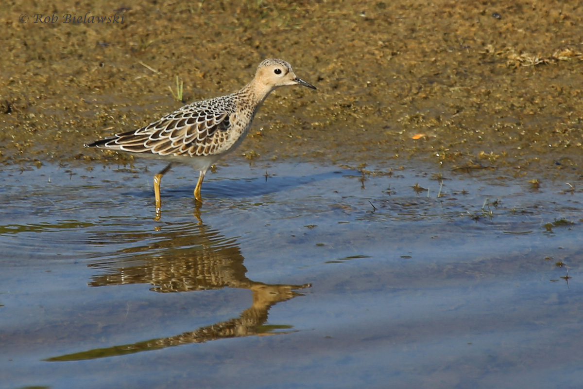   Buff-breasted Sandpiper / 26 Aug / Back Bay NWR  