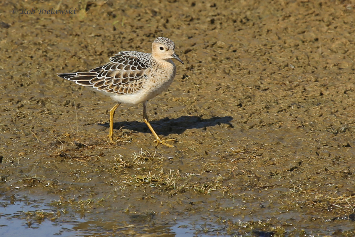   Buff-breasted Sandpiper / 26 Aug / Back Bay NWR  