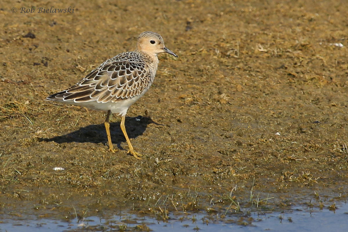   Buff-breasted Sandpiper / 26 Aug / Back Bay NWR  