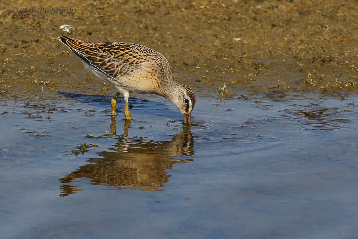   Short-billed Dowitcher / 26 Aug / Back Bay NWR  