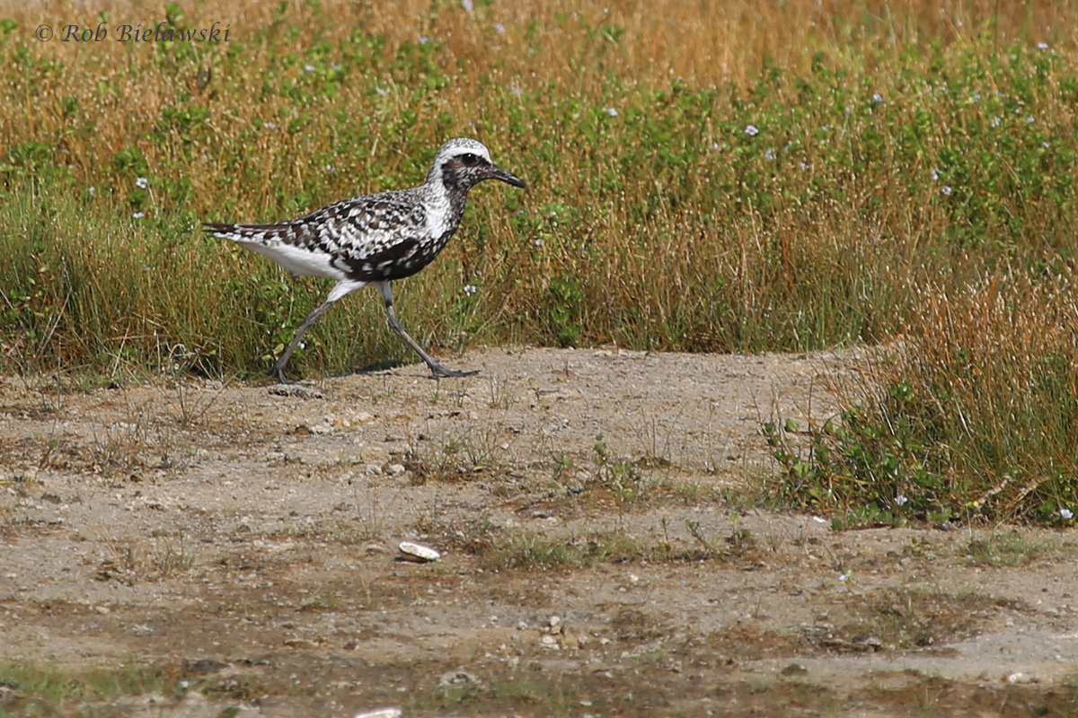   Black-bellied Plover / 26 Aug / Back Bay NWR  