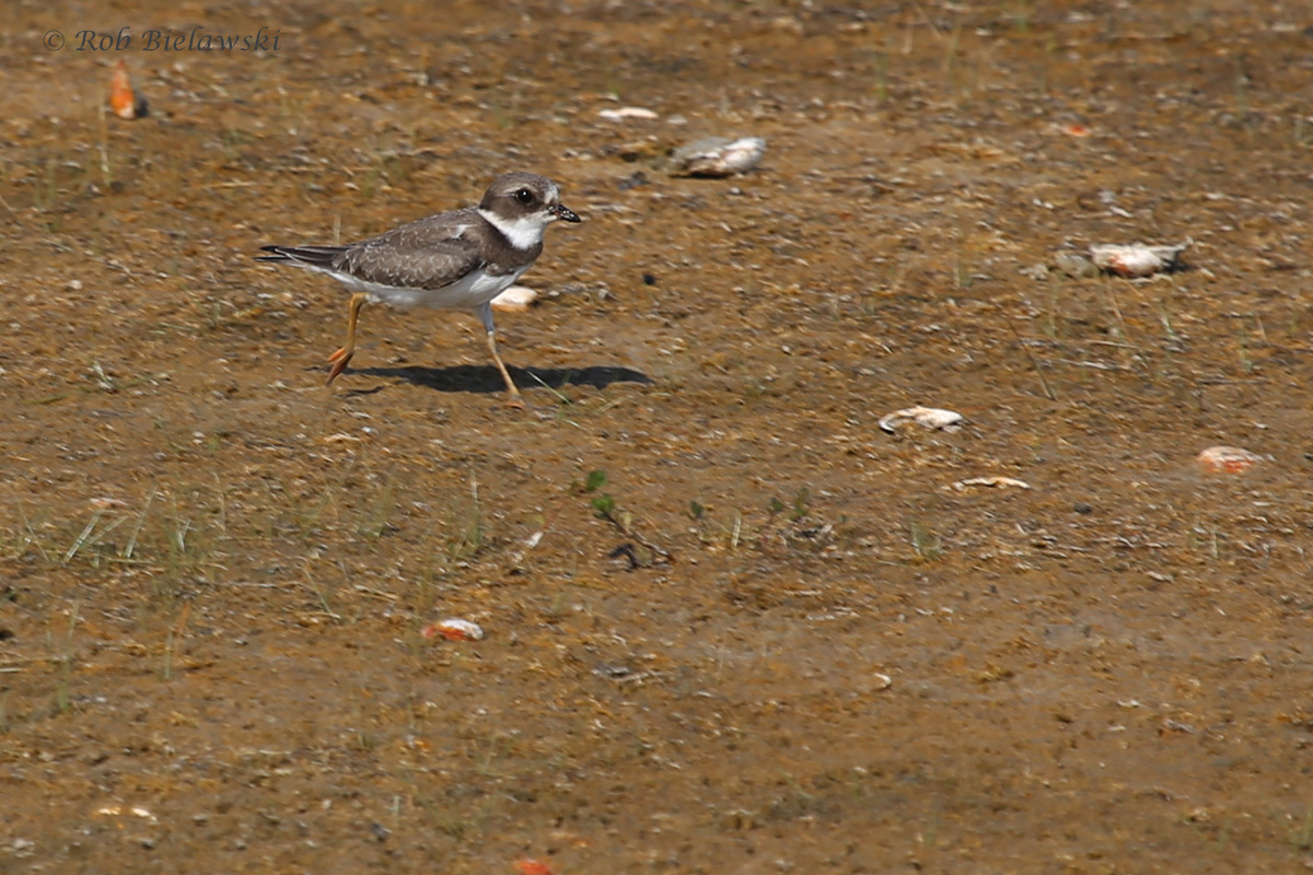   Semipalmated Plover / 26 Aug / Back Bay NWR  