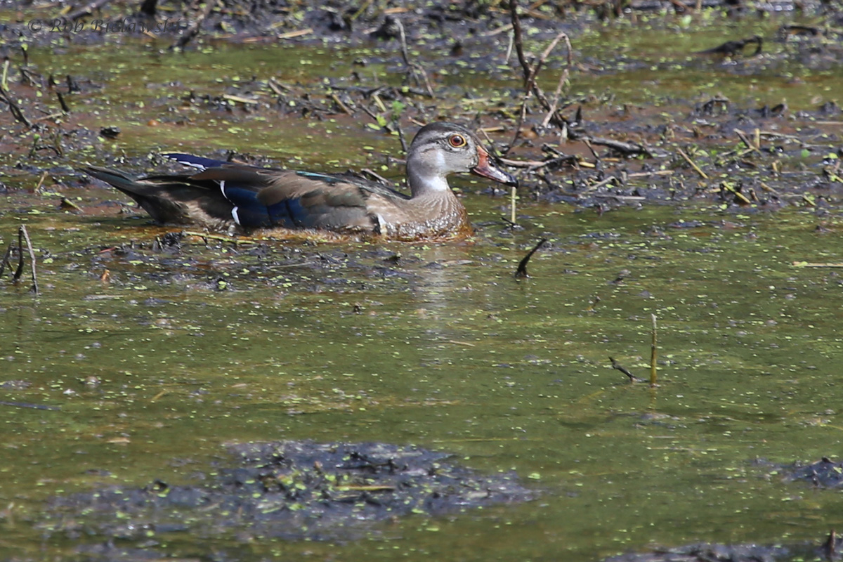   Wood Duck / 28 Aug 2016 / Bayville Farms Park  