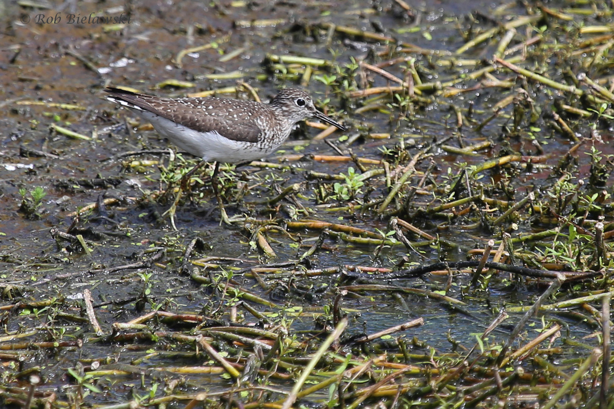   Solitary Sandpiper / 28 Aug 2016 / Bayville Farms Park  