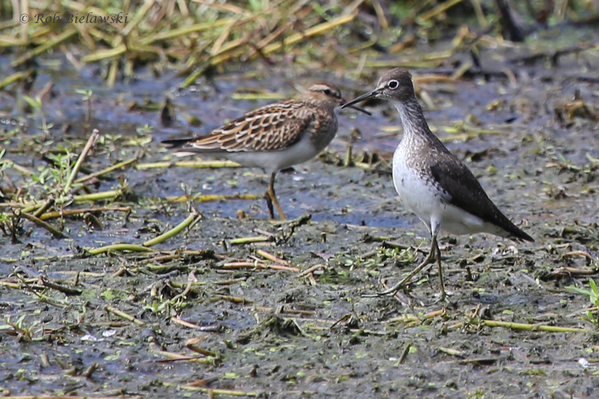   Pectoral &amp; Solitary Sandpiper / 28 Aug 2016 / Bayville Farms Park  