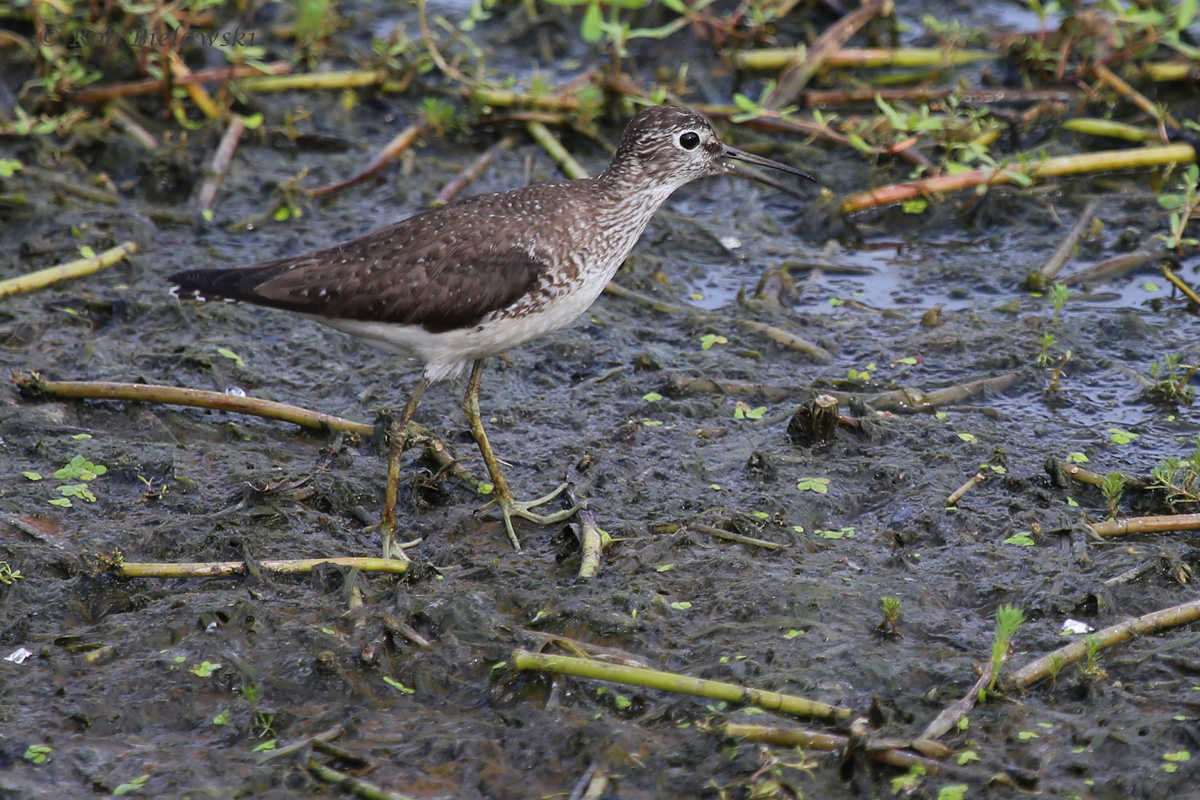   Solitary Sandpiper / 31 Aug 2016 / Bayville Farms Park  