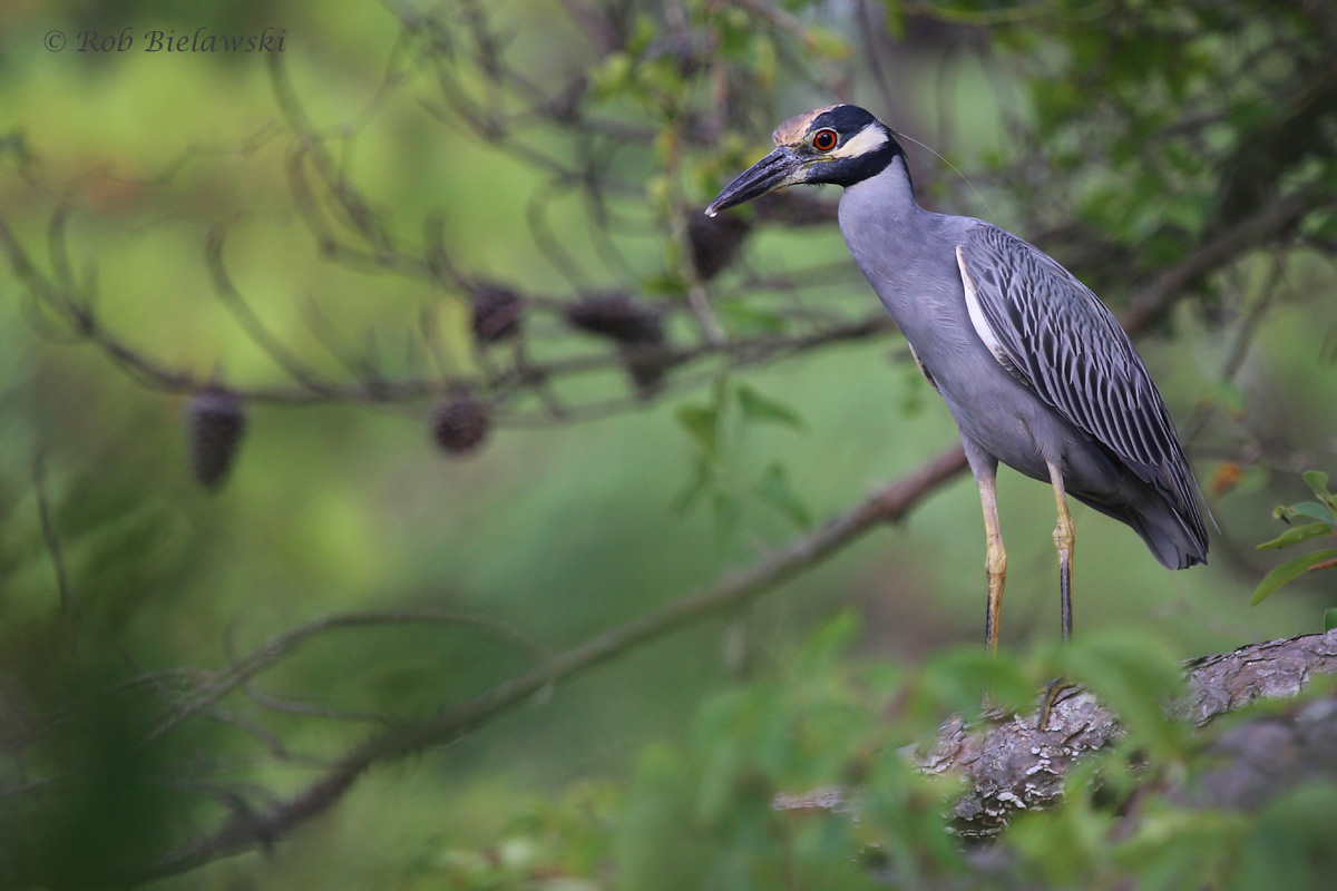   Yellow-crowned Night-Heron / 31 Aug 2016 / Pleasure House Point NA  