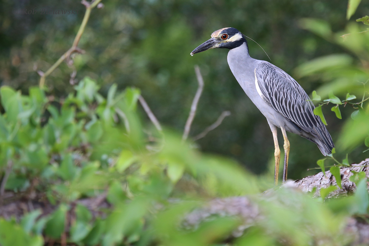   Yellow-crowned Night-Heron / 31 Aug 2016 / Pleasure House Point NA  