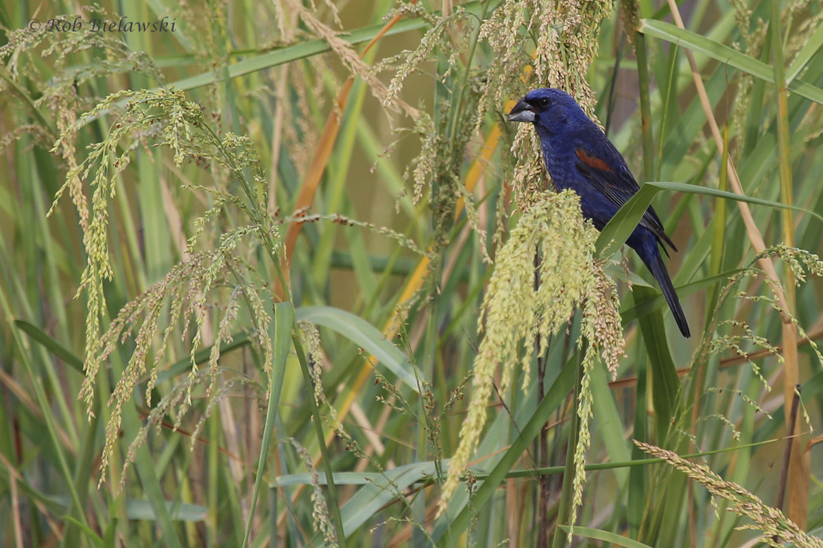   Blue Grosbeak / 31 Aug 2016 / Pleasure House Point NA  