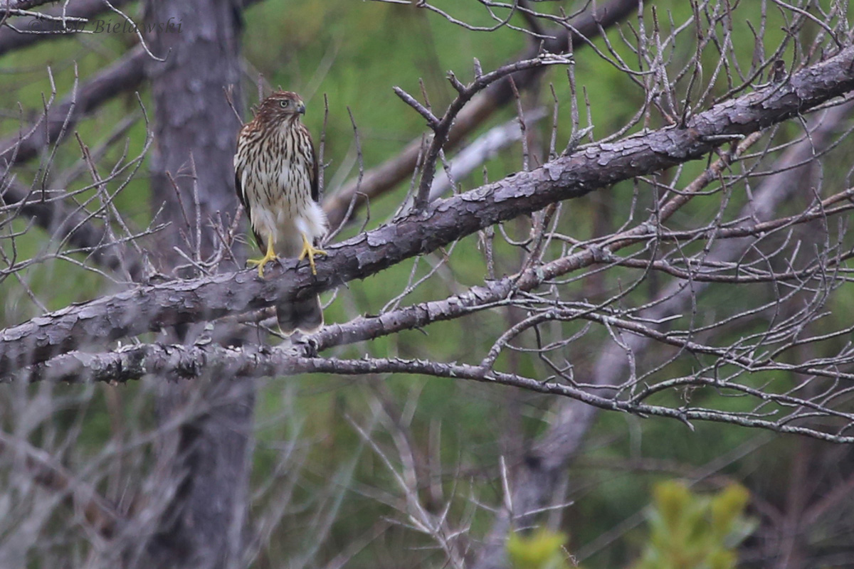   Cooper's Hawk / 31 Aug 2016 / Pleasure House Point NA  