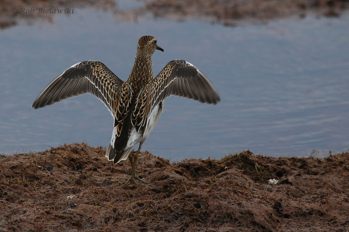   Pectoral Sandpiper / 2 Sep 2016 / Back Bay NWR  