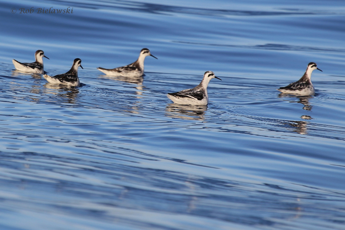 Red-necked Phalaropes / 18 Sep 2016 / Offshore Waters