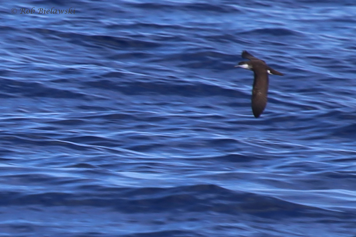 Audubon's Shearwater / 18 Sep 2016 / Offshore Waters