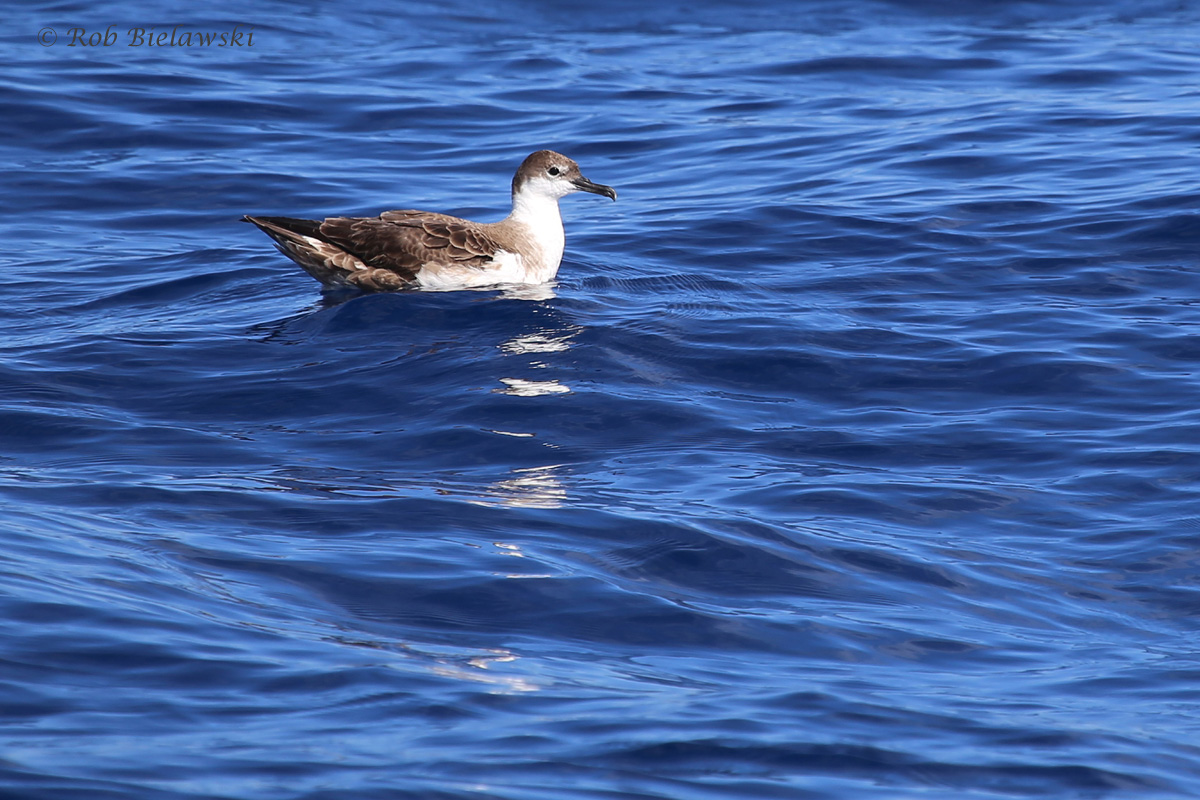 Great Shearwater / 18 Sep 2016 / Offshore Waters