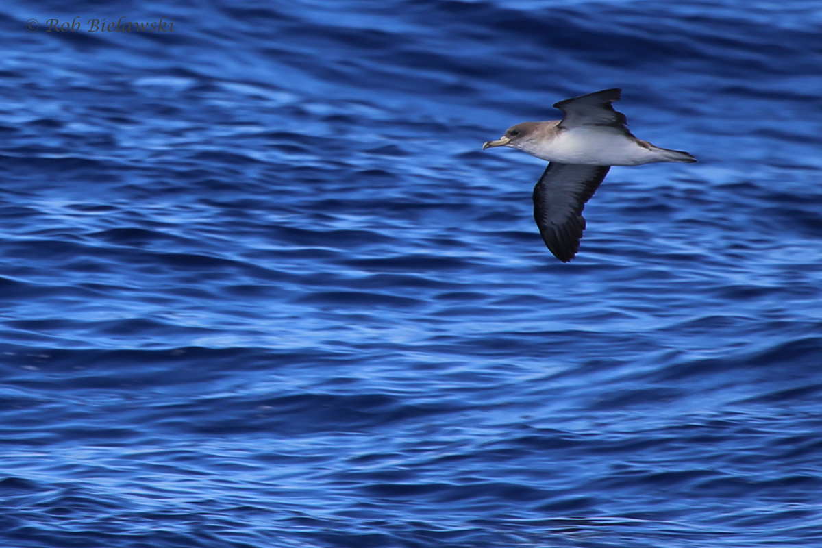 Cory's Shearwater / 18 Sep 2016 / Offshore Waters