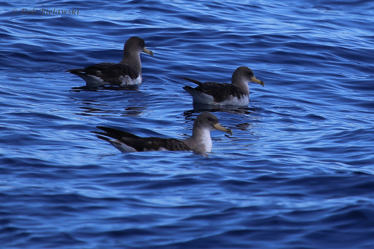 Cory's Shearwaters / 18 Sep 2016 / Offshore Waters