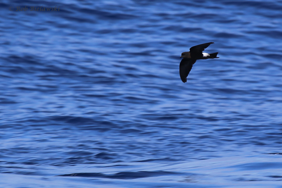 Wilson's Storm-Petrel / 18 Sep 2016 / Offshore Waters