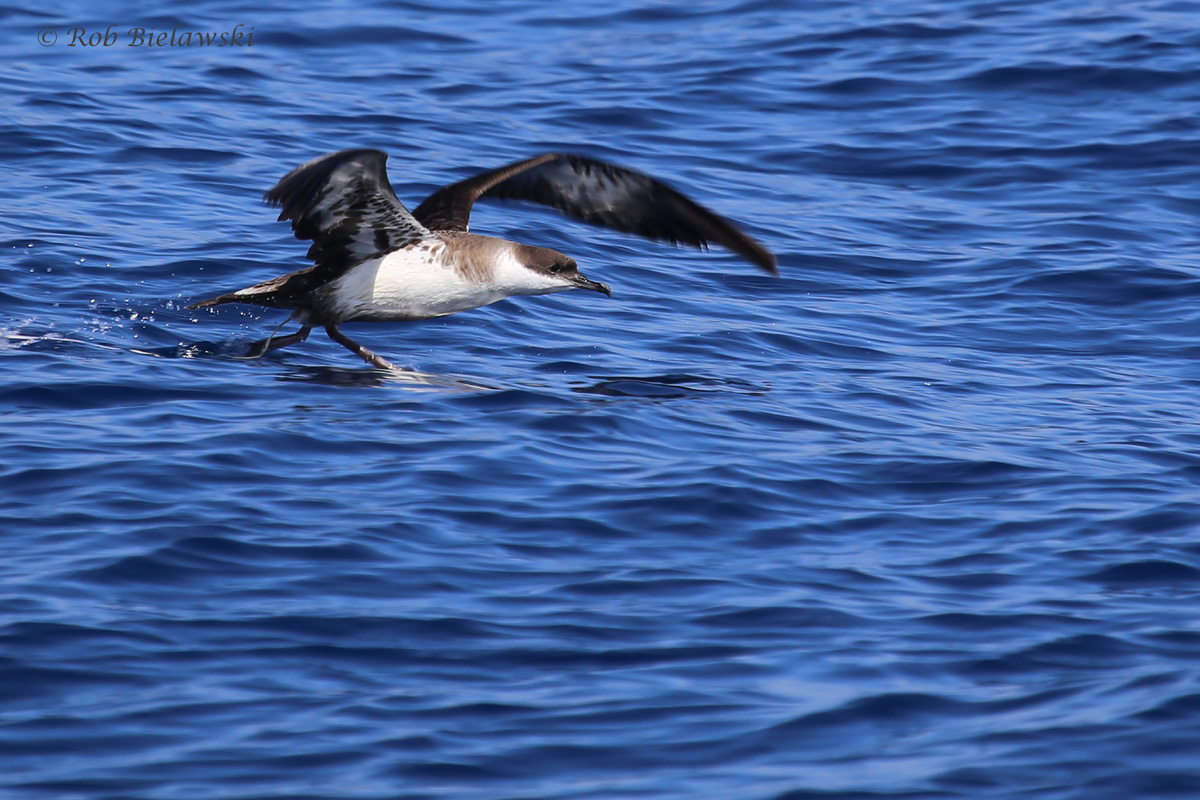 Great Shearwater / 18 Sep 2016 / Offshore Waters