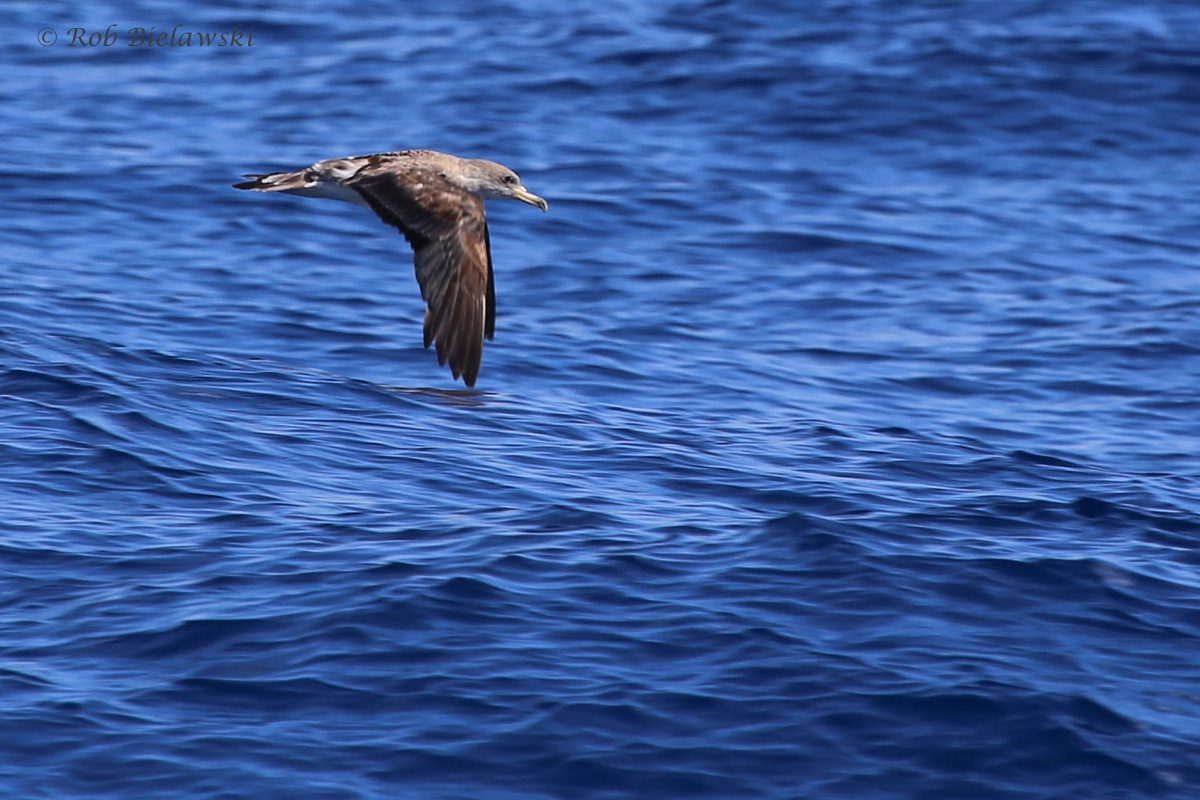 Cory's Shearwater / 18 Sep 2016 / Offshore Waters