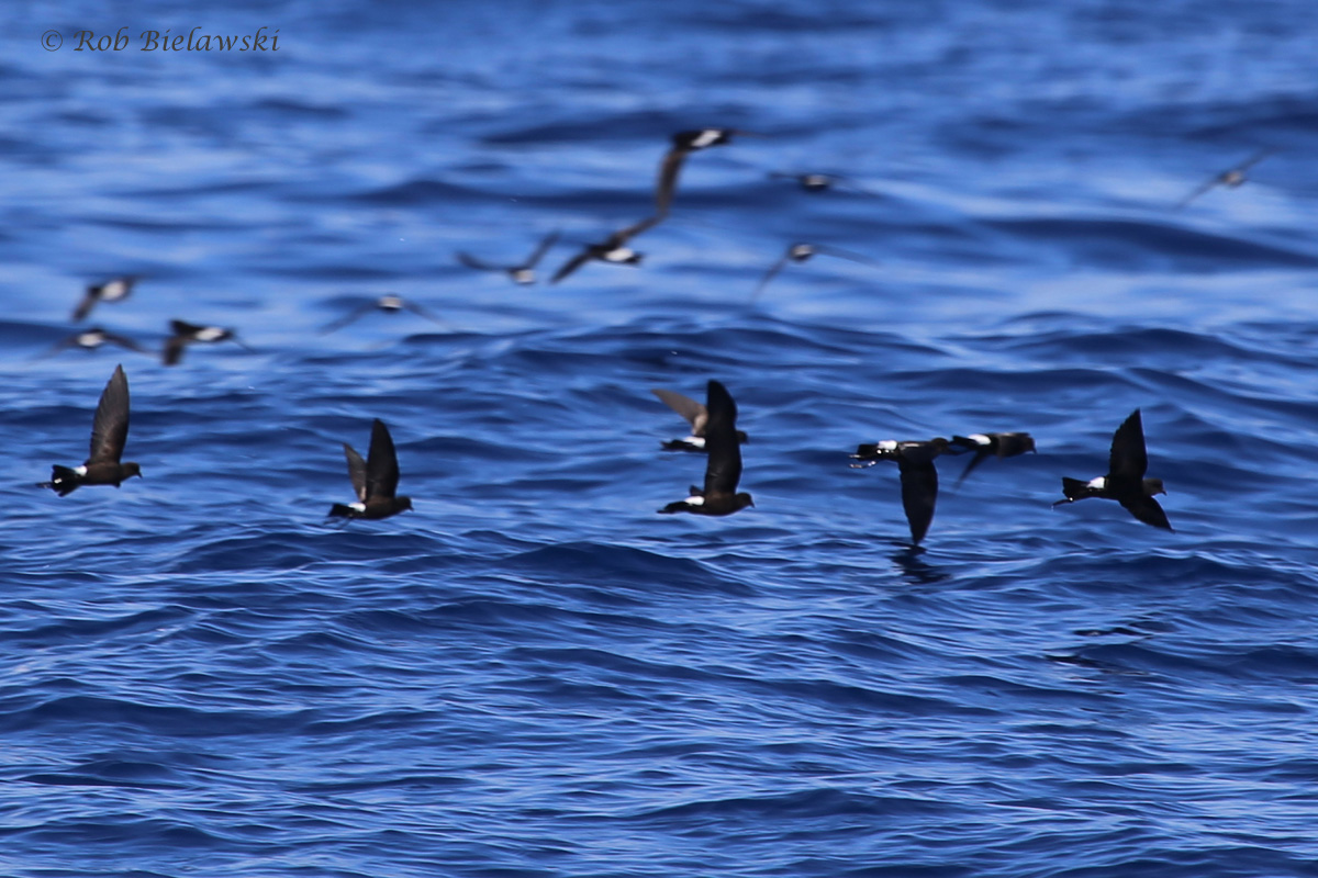 Wilson's Storm-Petrels / 18 Sep 2016 / Offshore Waters