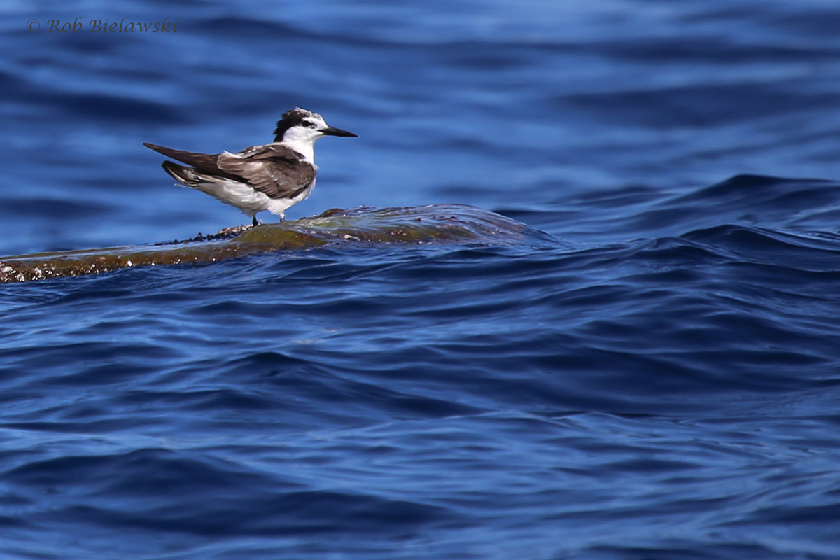 Bridled Tern / 18 Sep 2016 / Offshore Waters